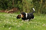 BASSET HOUND 102